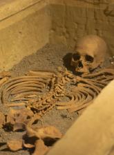 antropologi