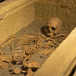 antropologi
